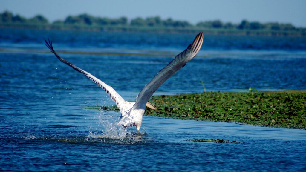 I luoghi da visitare in autunno consigliati da Thetford 13 danube delta bird of prey